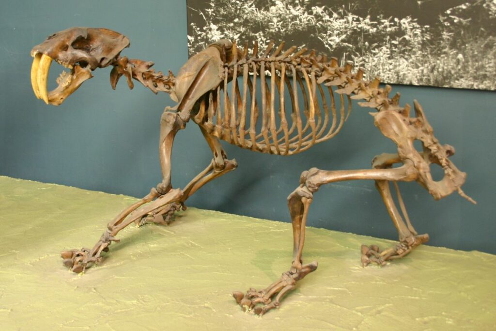 sabertoothed tiger